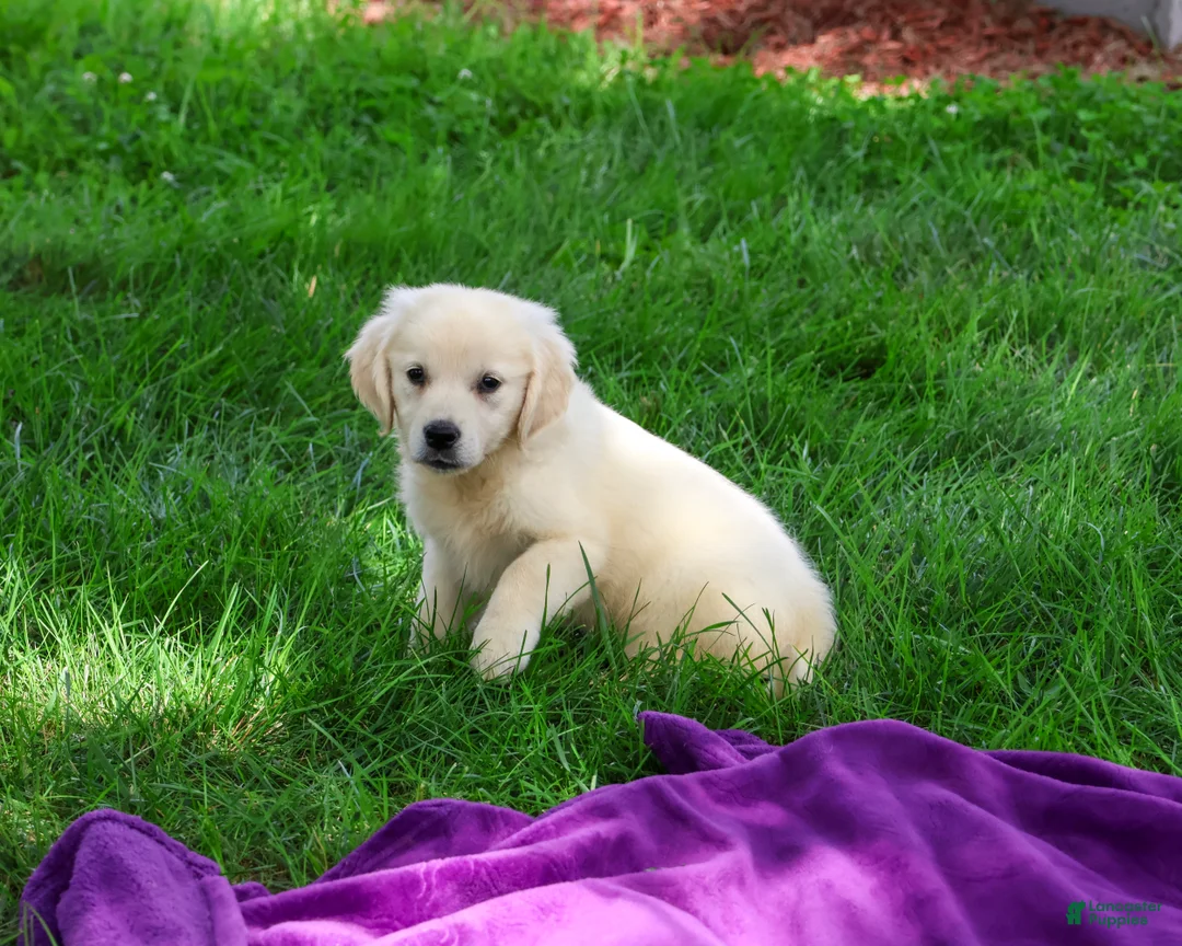 Golden Retriever dogs for sale: Twinkle - Ad 2