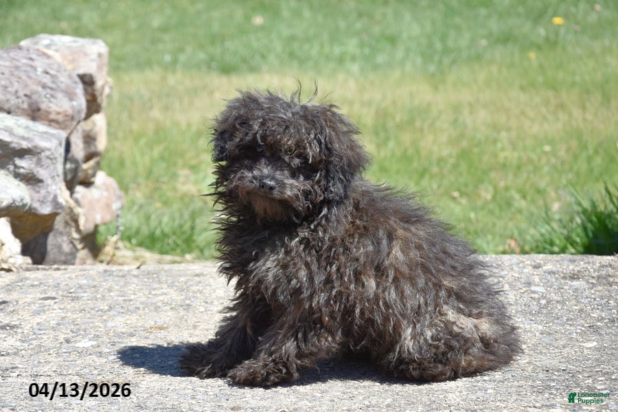 Toy Poodle dogs Shaggy - Ad 1
