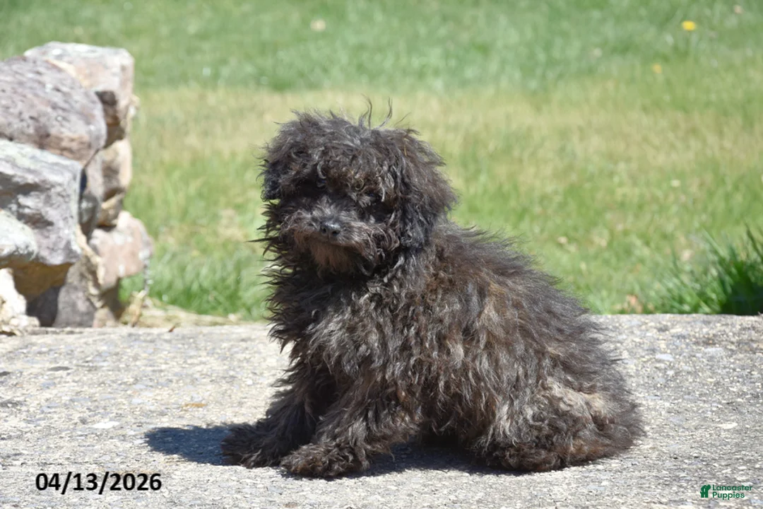 Toy Poodle dogs for sale: Shaggy - Ad 1