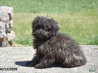 Toy Poodle dogs for sale: Shaggy - Ad 3