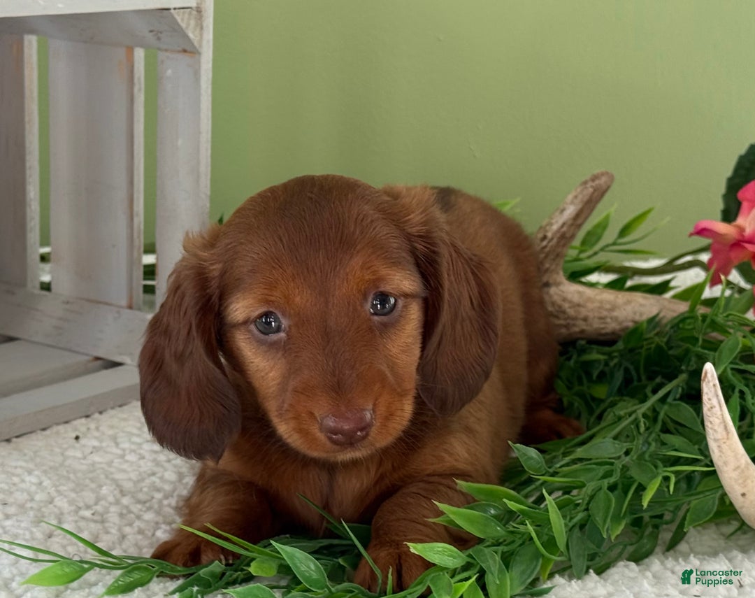 Miniature Dachshund dogs for sale: Jacki - Ad 2