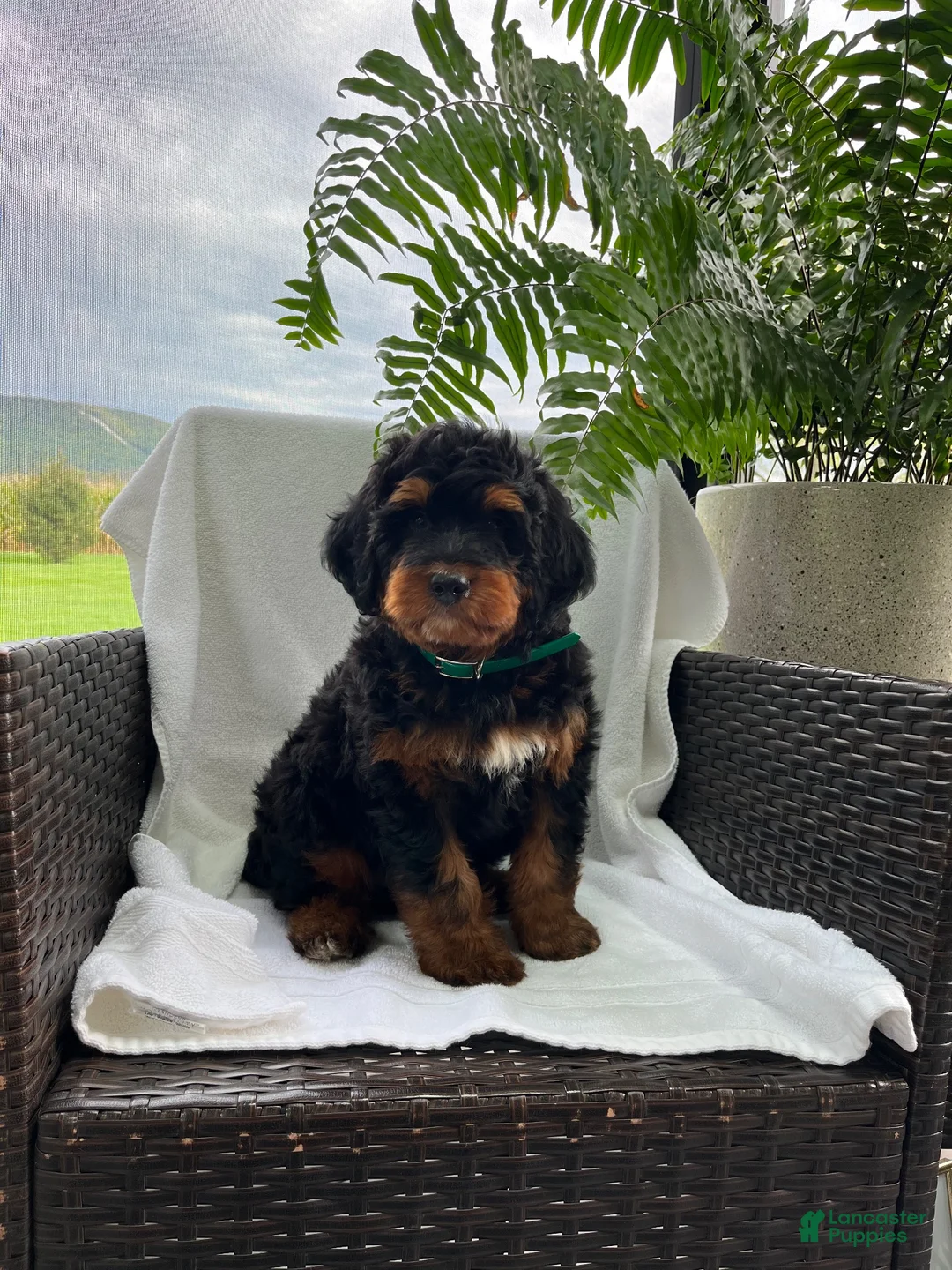 Mini Bernedoodle dogs for sale: Leo - Ad 2
