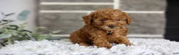 Toy Poodle dogs for sale: Quince - Ad 6