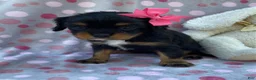 Cavalier King Charles Spaniel dogs for sale: Oakley-small - Ad 1