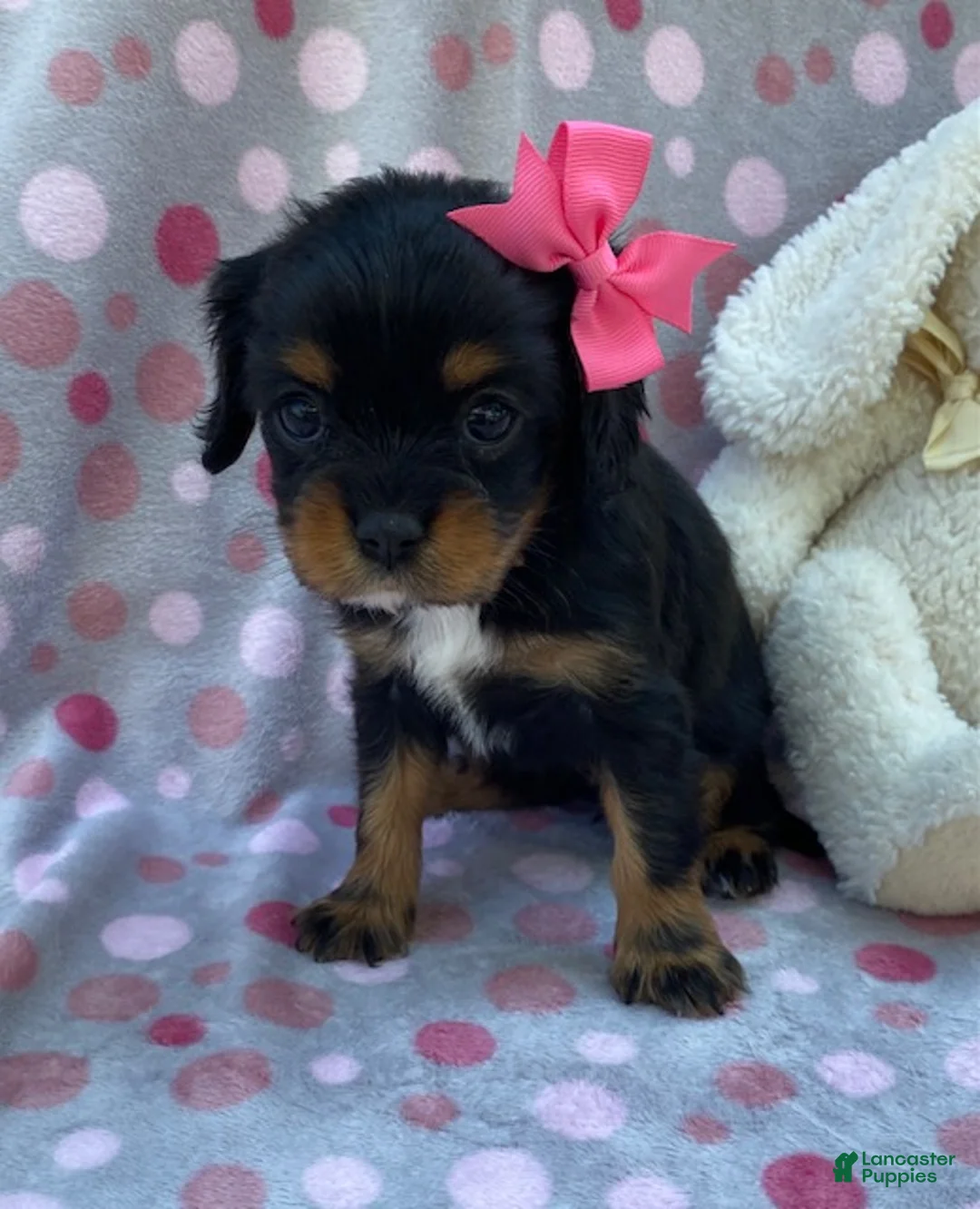 Cavalier King Charles Spaniel dogs for sale: Oakley-small - Ad 1