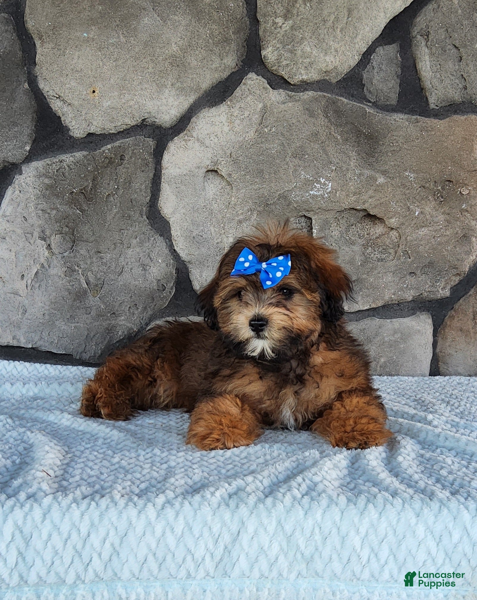 Shihpoo dogs Ace - Ad 1