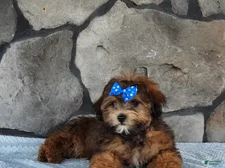 Shihpoo dogs for sale: Ace - Ad 1