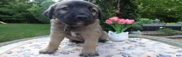 Cane Corso dogs for sale: Cane Corso Puppy 8 Saba - Ad 2
