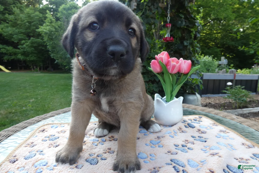 Cane Corso dogs for sale: Cane Corso Puppy 8 Saba - Ad 2