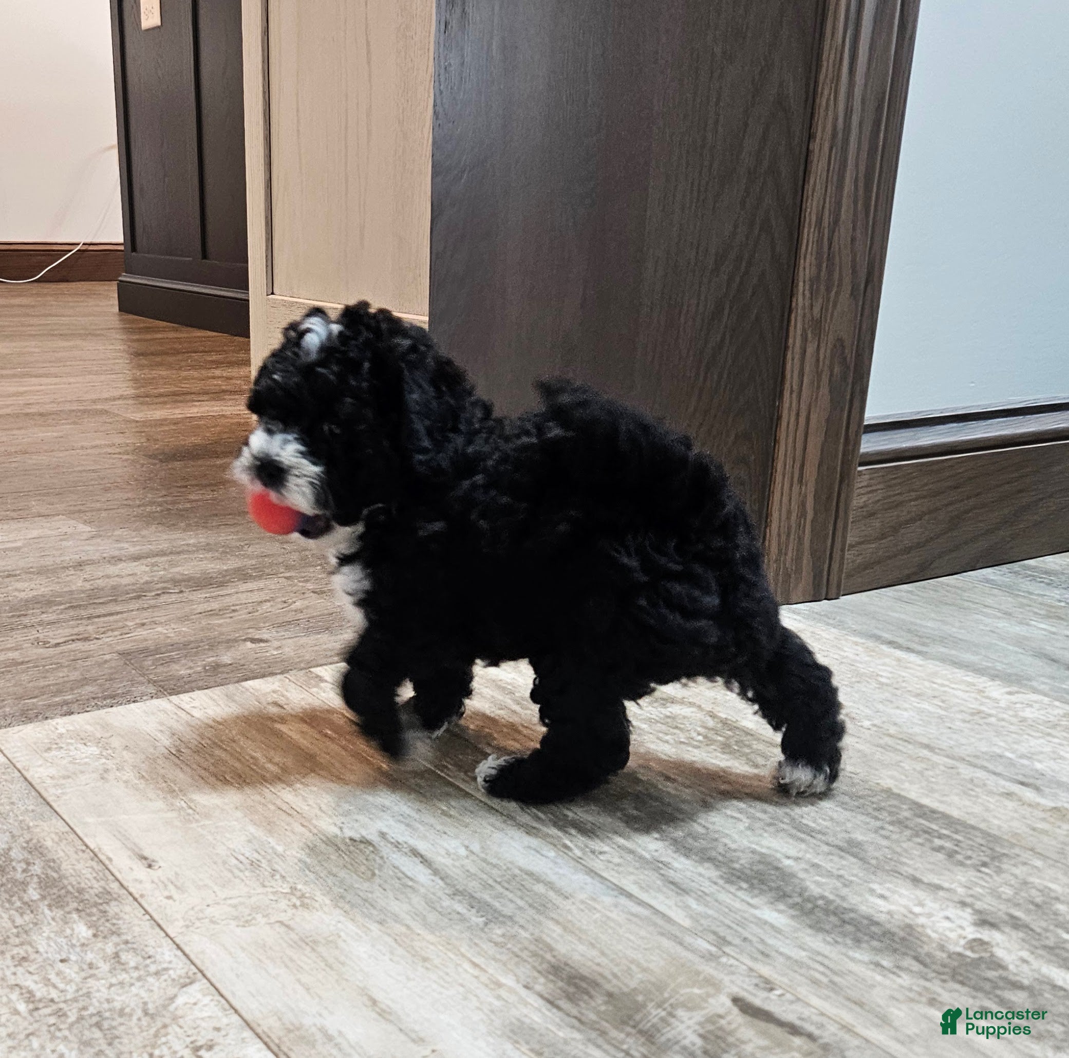 Mini Bernedoodle dogs Clark - Ad 2