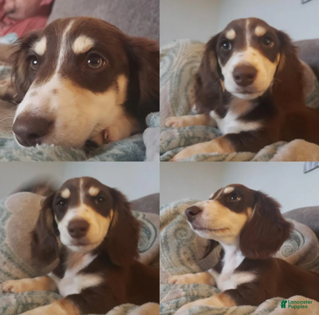 Dachshund dogs for sale: Baby boy teal heart - Ad 6