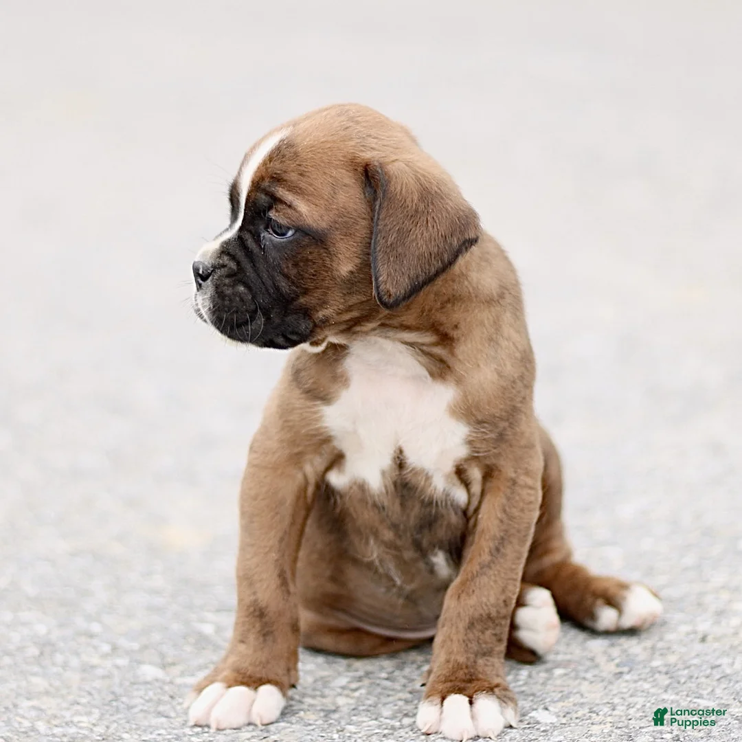 Boxer dogs for sale: Turner  - Ad 2