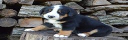 Greater Swiss Mountain Dog dogs for sale: Gloria - Ad 12