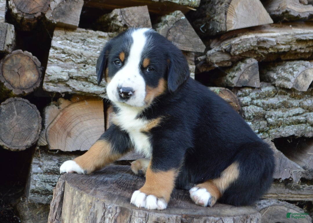 Greater Swiss Mountain Dog dogs for sale: Gloria - Ad 12