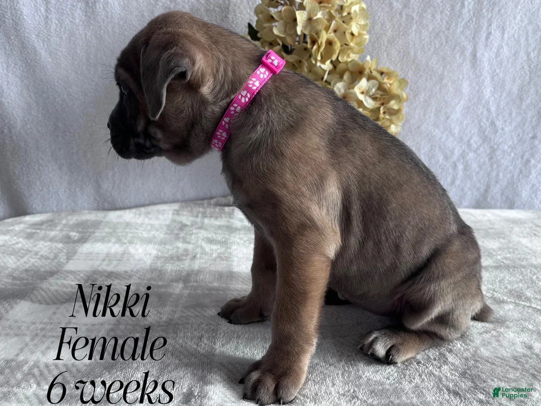 Cane Corso dogs for sale: Nikki - Ad 89