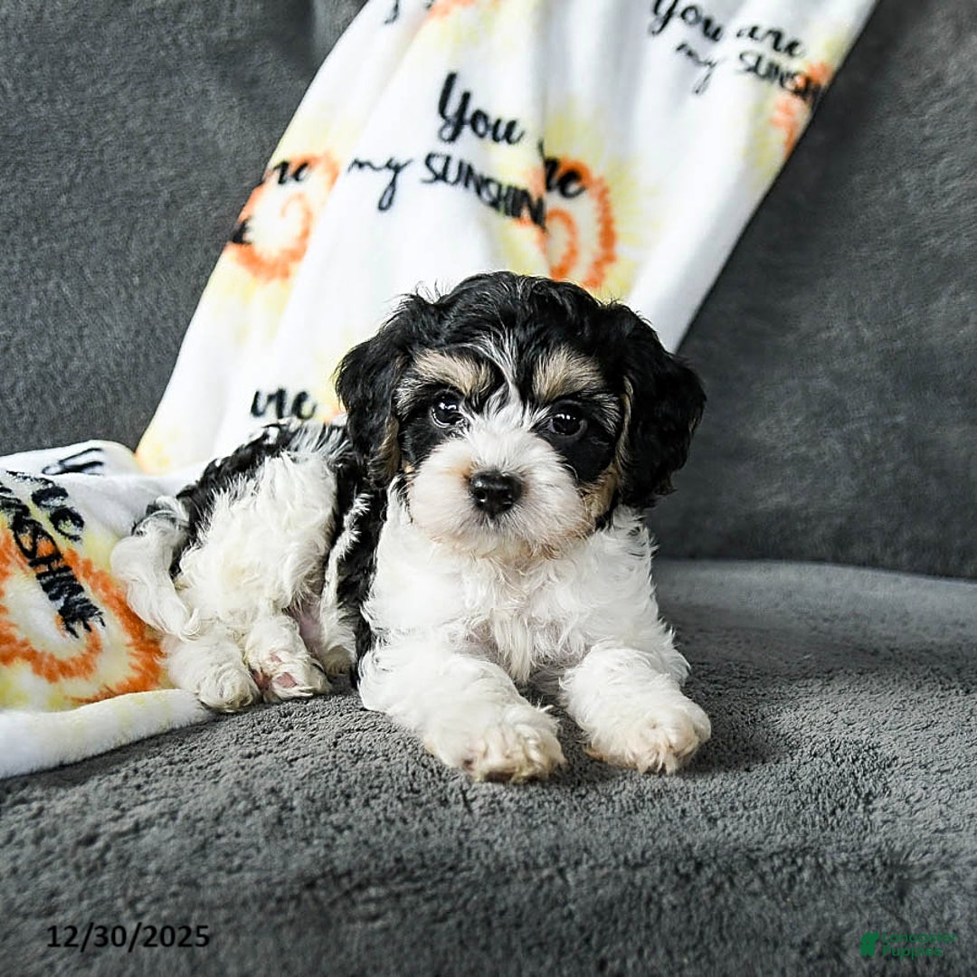 Cavachon dogs for sale: Rover - Ad 3