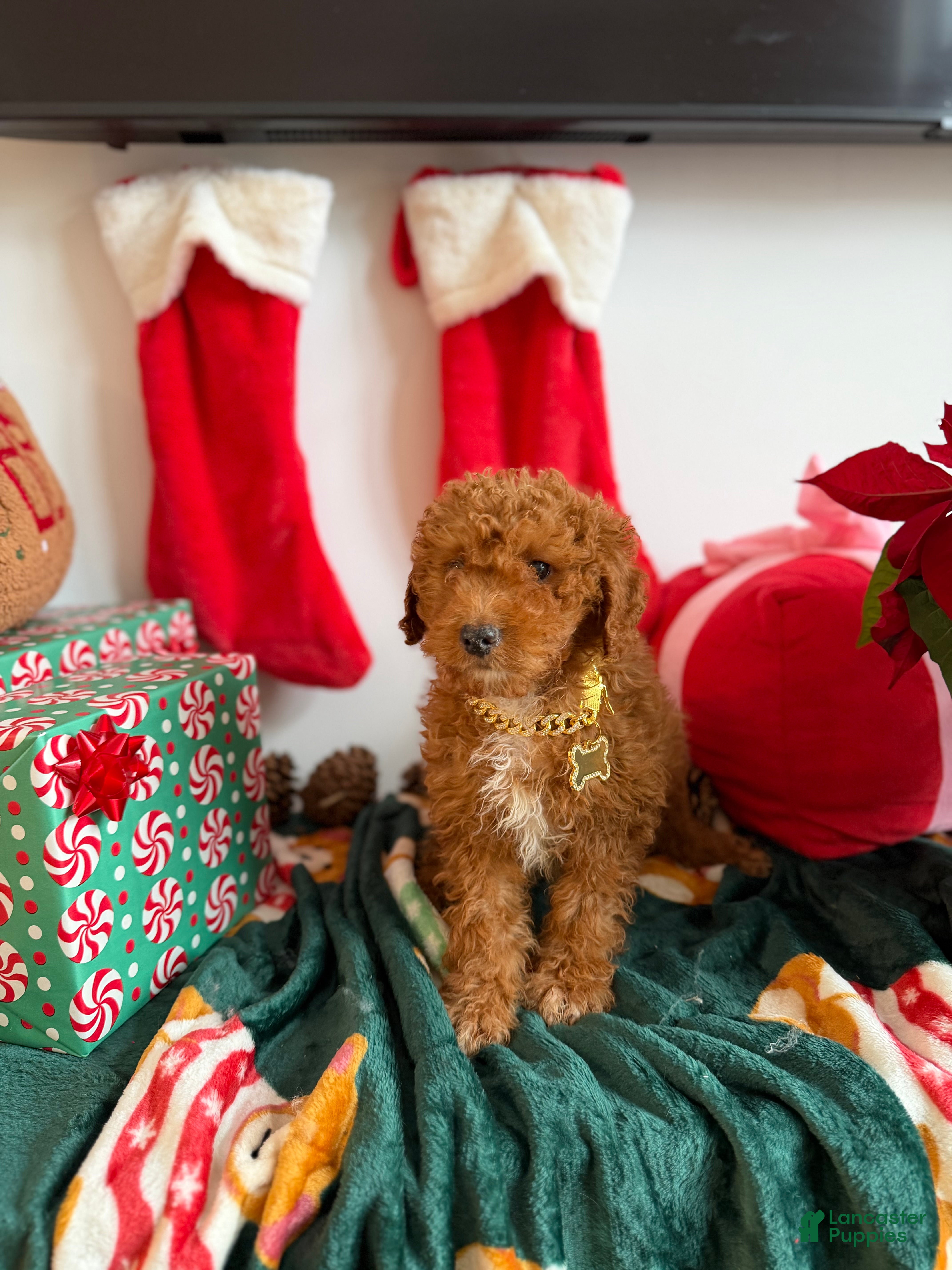 Mixed Breed dogs Mike - Ad 36