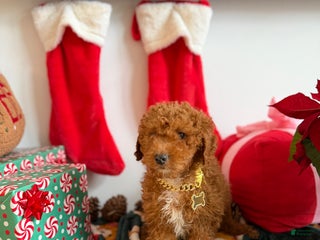 Mixed Breed dogs Mike - Ad 36