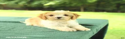 Cavapoo dogs for sale: Macy - Ad 3