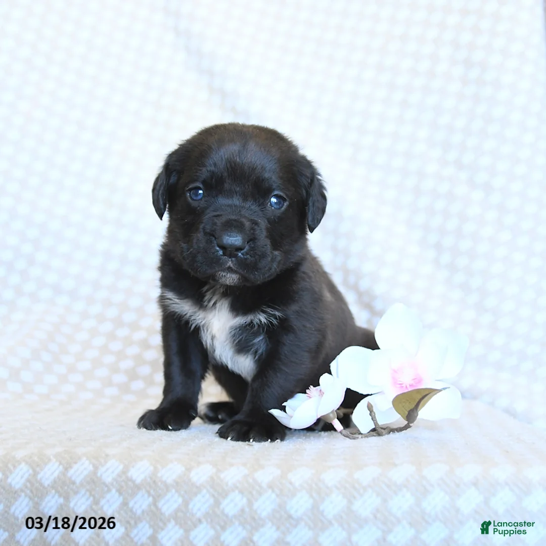 Cane Corso dogs for sale: Captain - Ad 2