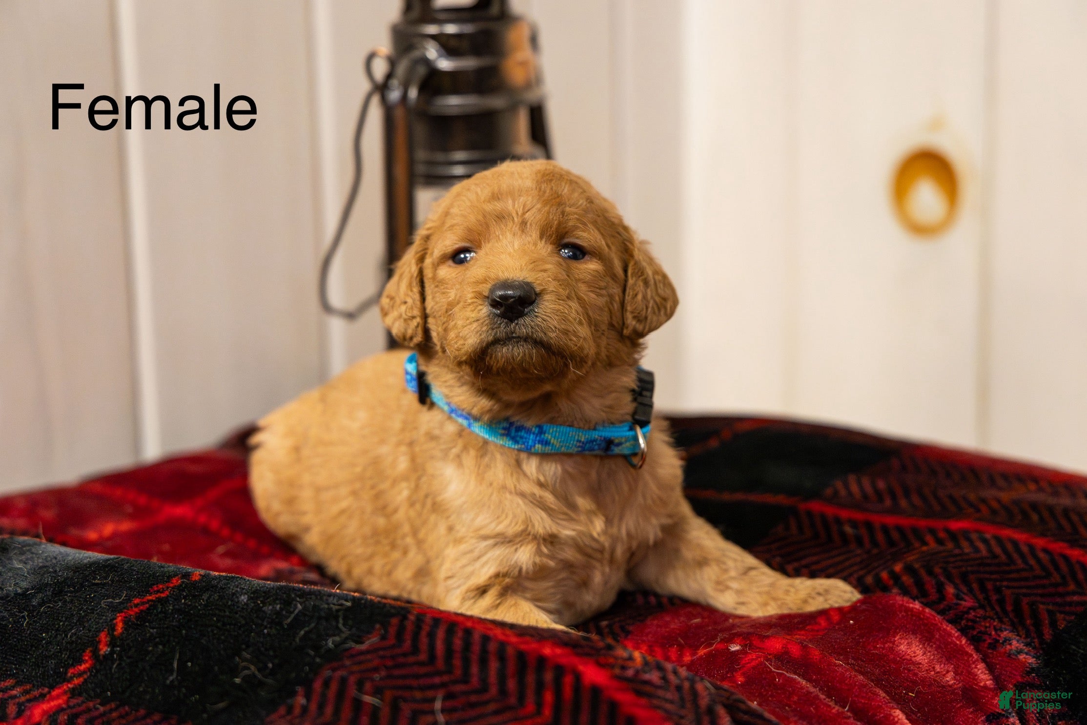 Labradoodle dogs Olivia - Ad 33