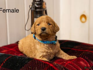 Labradoodle dogs Olivia - Ad 15