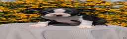 Boston Terrier dogs for sale: Turbo - Ad 5