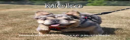 French Bulldog dogs for sale: Jana - Ad 6