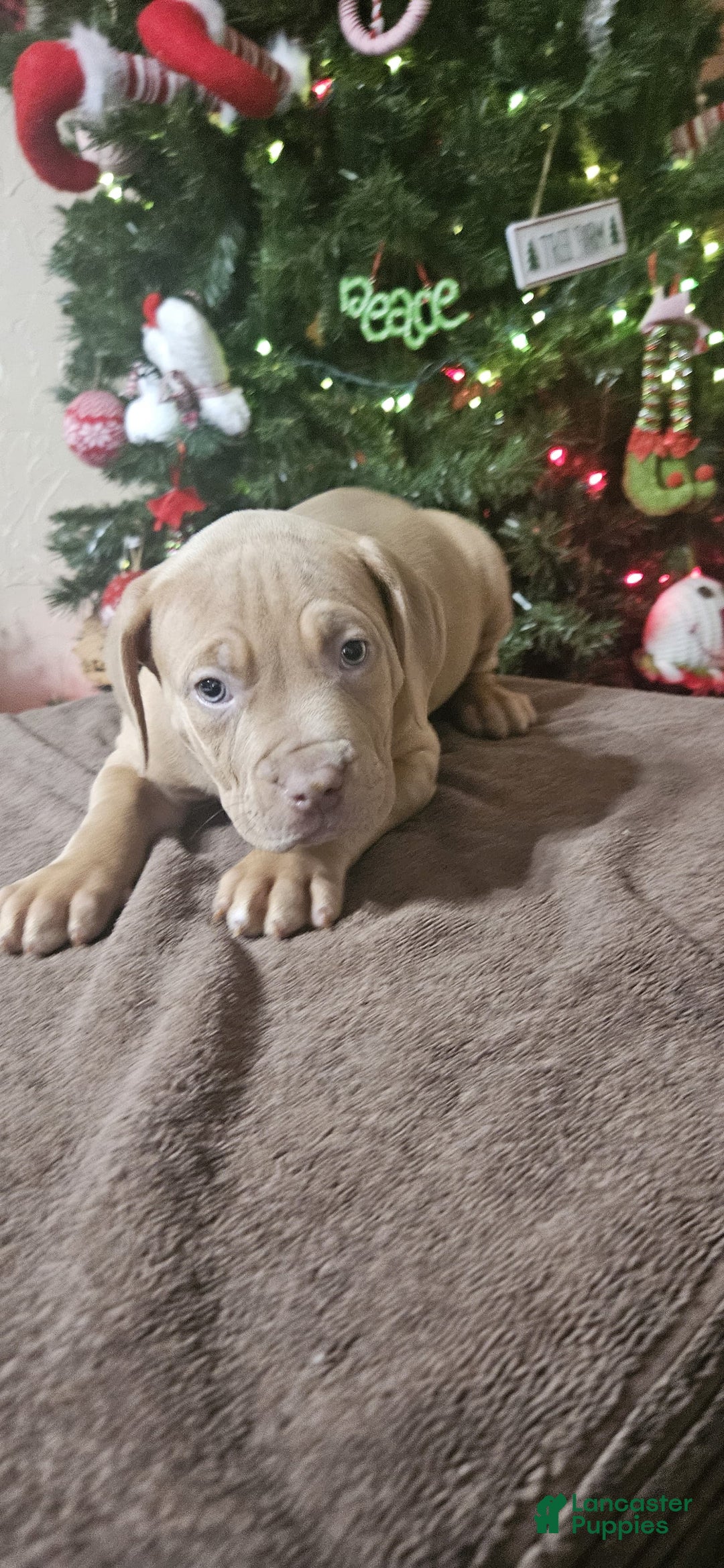 American Bully dogs for sale: Peppermint  - Ad 2