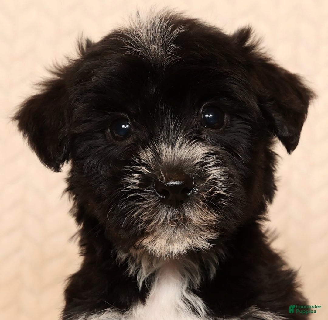 Yochon dogs for sale: Rover - Ad 9