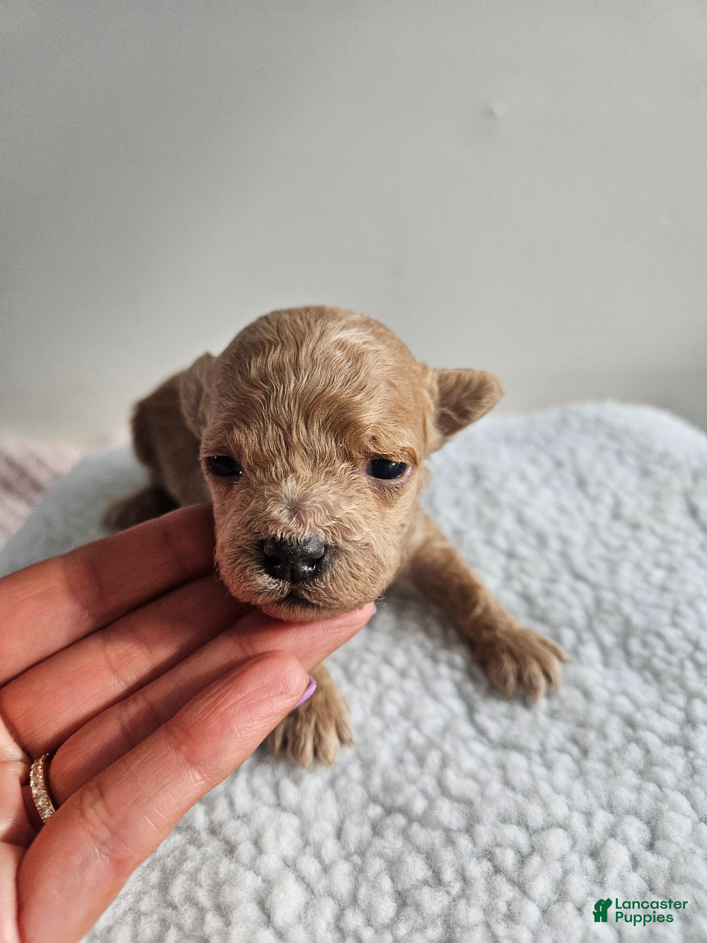 Bichpoo dogs Buster  - Ad 37