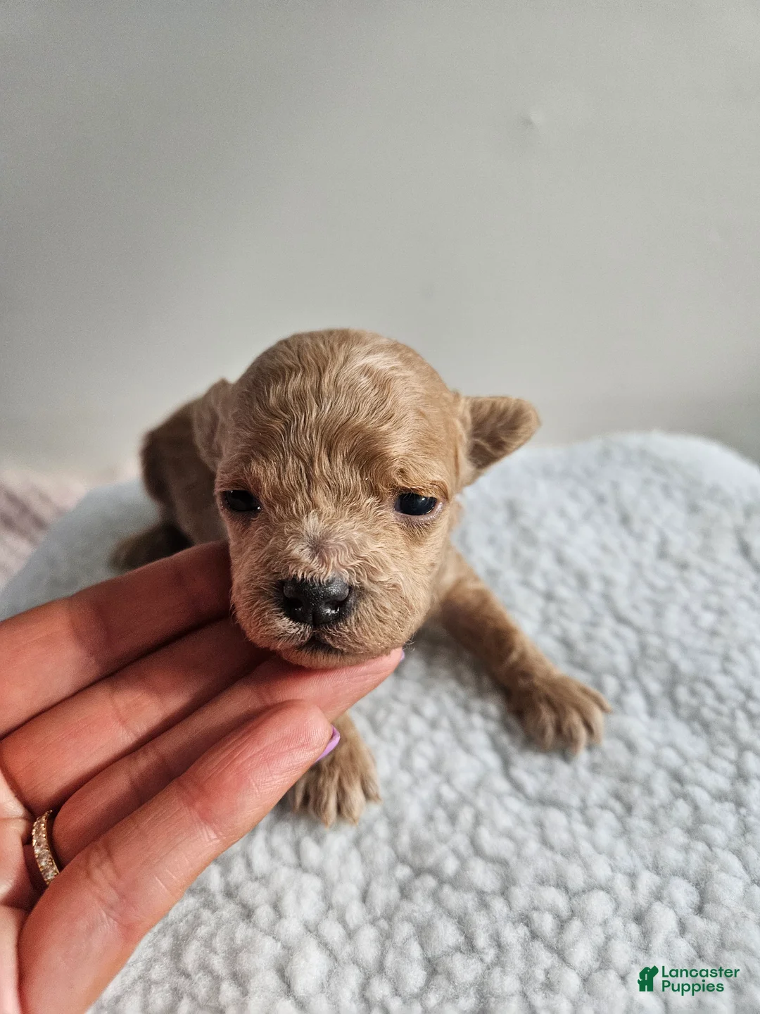 Bichpoo dogs for sale: Buster  - Ad 1