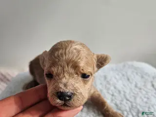 Bichpoo dogs Buster - Ad 37