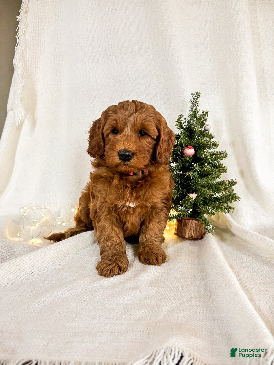 Goldendoodle dogs for sale: Ginger - Ad 10