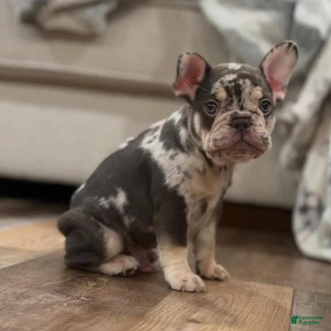 French Bulldog dogs for sale: French Bulldog 2 - Ad 2