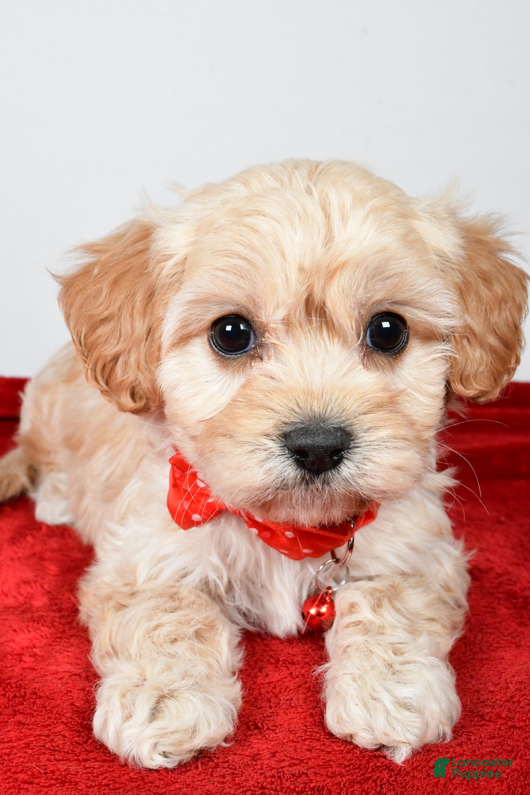 Cavachon dogs for sale: Gale - Ad 2