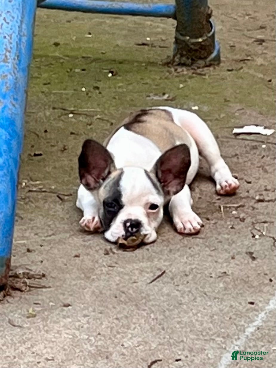 Mixed Breed dogs Mixed Breed 8 - Ad 2