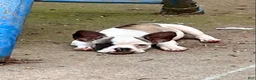 Mixed Breed dogs for sale: Mixed Breed 8 - Ad 2