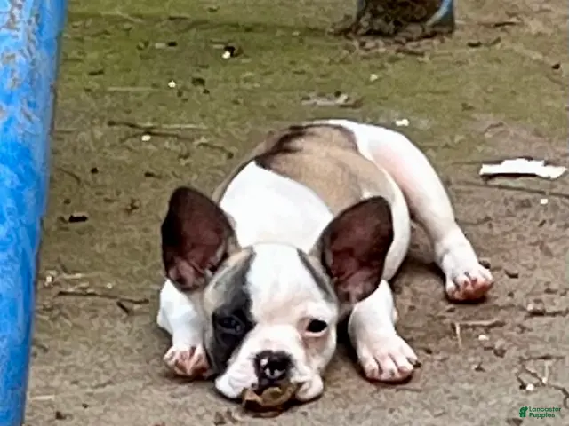 Mixed Breed dogs for sale: Mixed Breed 8 - Ad 2