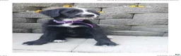 Mixed Breed dogs for sale: Misty - Ad 7