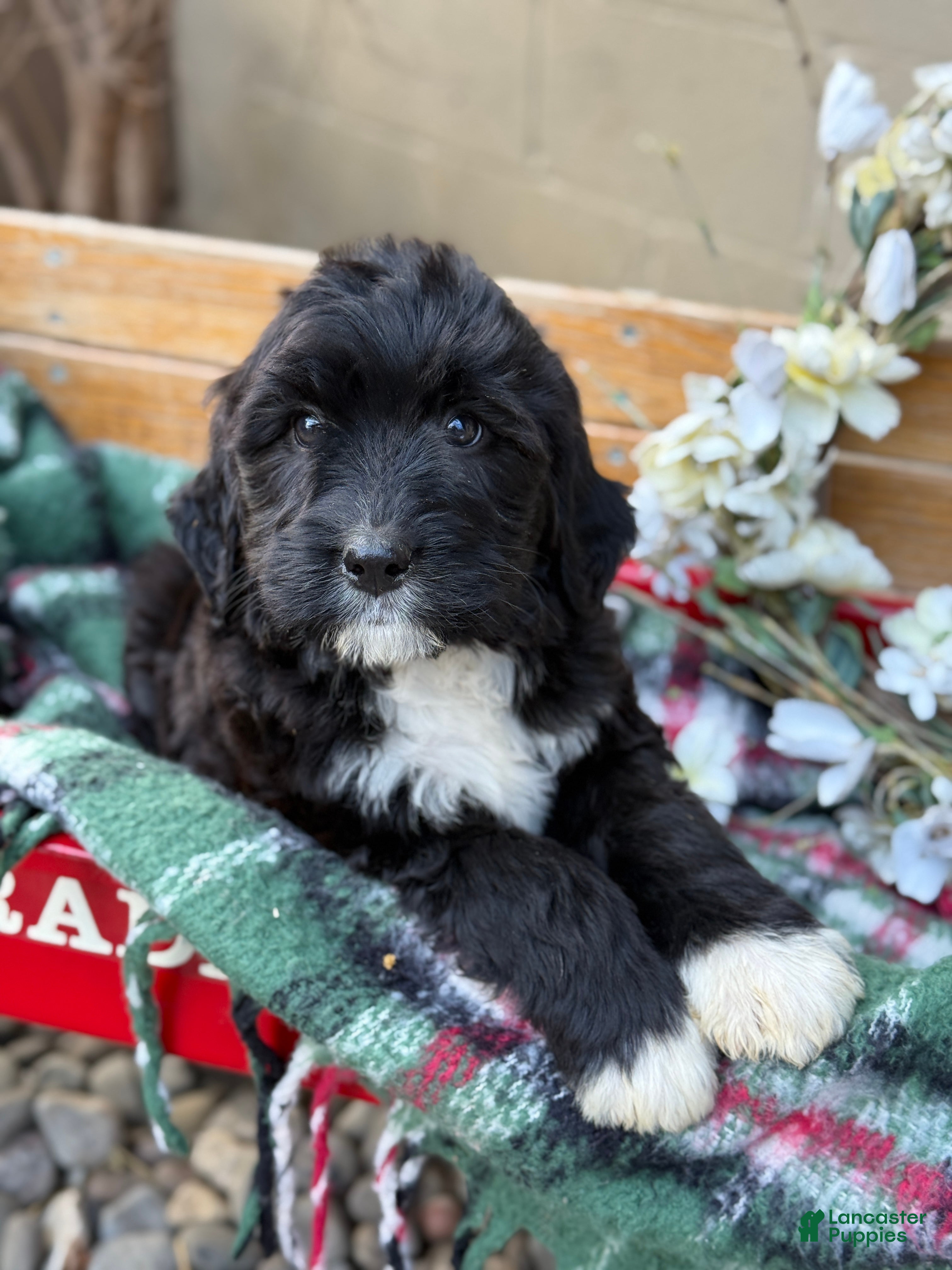 Mixed Breed dogs Raine - Ad 17