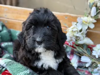 Mixed Breed dogs Raine - Ad 30