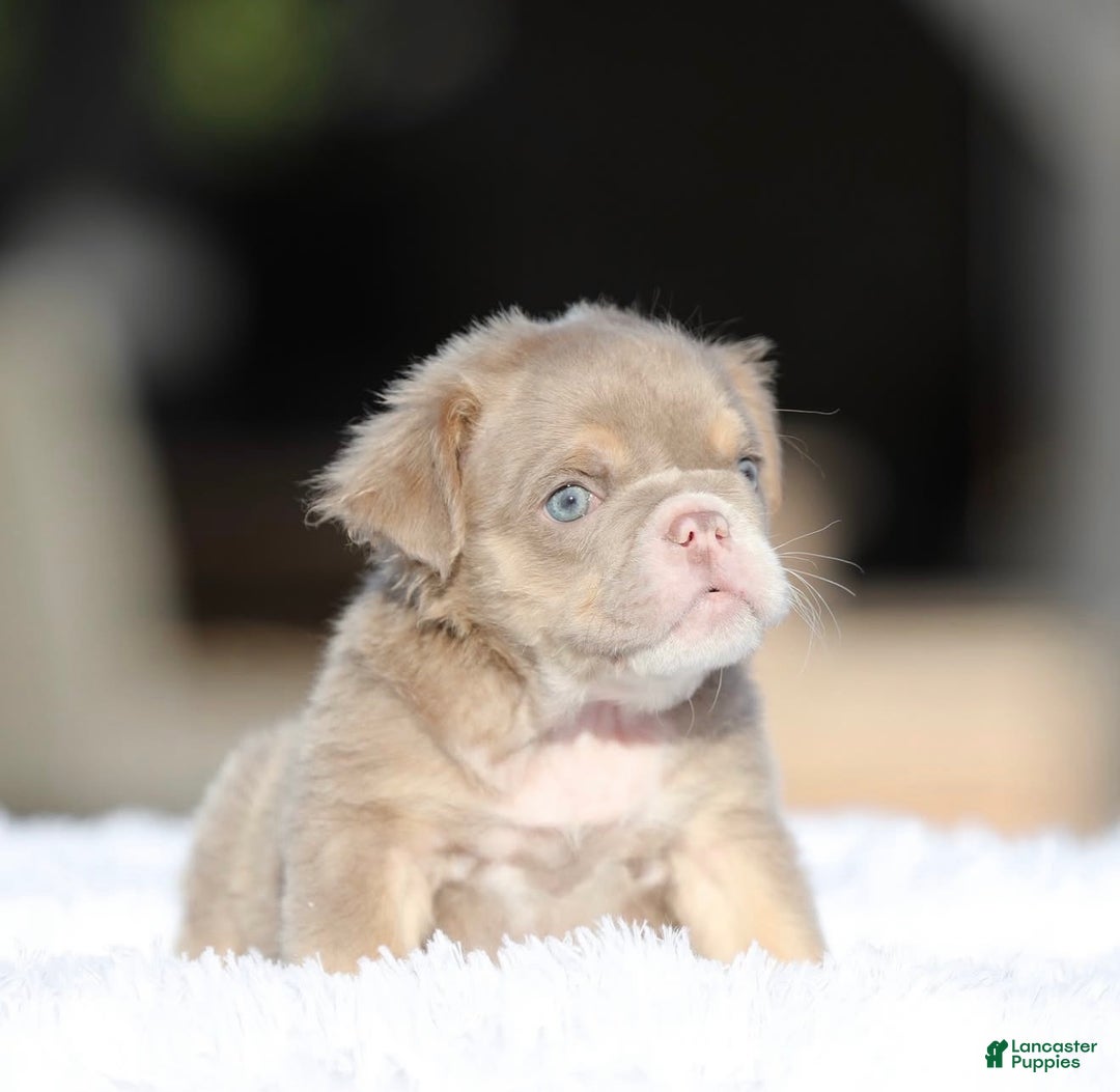 English Bulldog dogs for sale: English Bulldog Puppy 1 - Ad 2