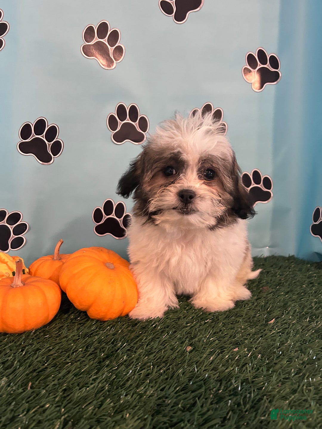 Teddy Bear dogs for sale: Royal  - Ad 4