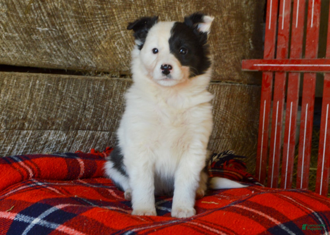Mixed Breed dogs for sale: Amber - Ad 3