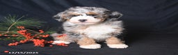 Bernedoodle dogs for sale: Cuddles - Ad 2