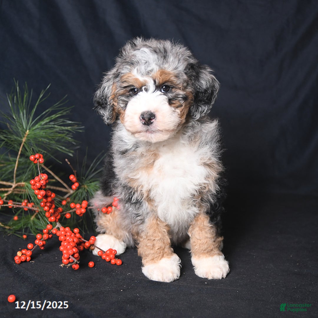 Bernedoodle dogs for sale: Cuddles - Ad 2