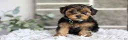Yorkiepoo dogs for sale: Bentley - Ad 4
