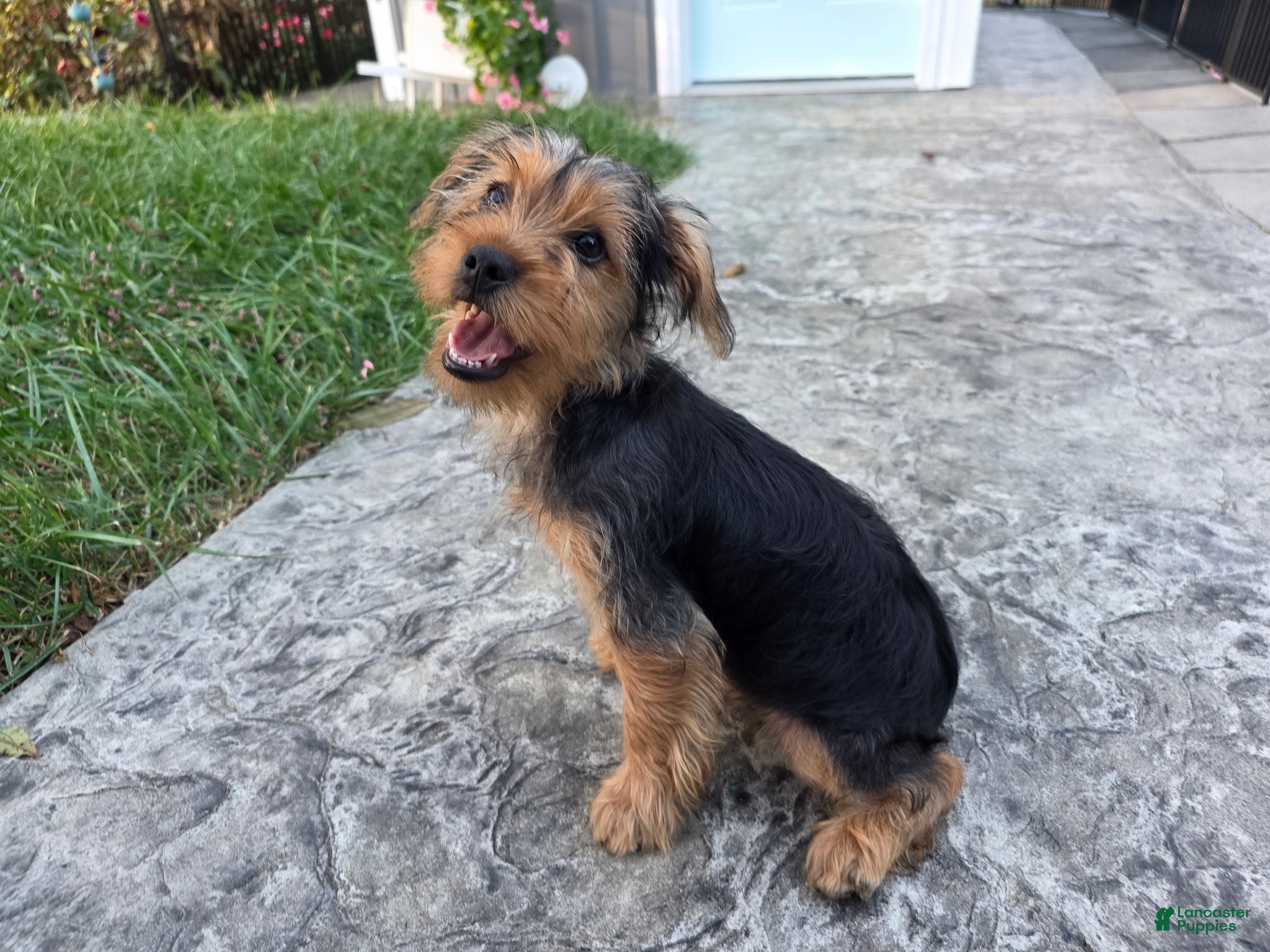 Yorkshire Terrier dogs Snoppy - Ad 1