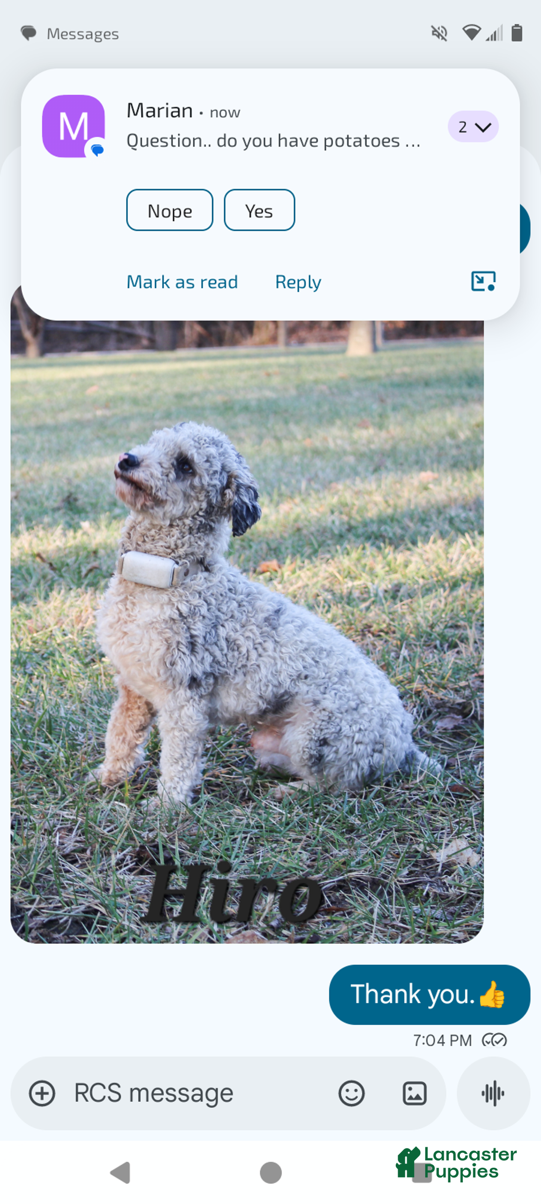 Mixed Breed dogs for sale: Bella  - Ad 3